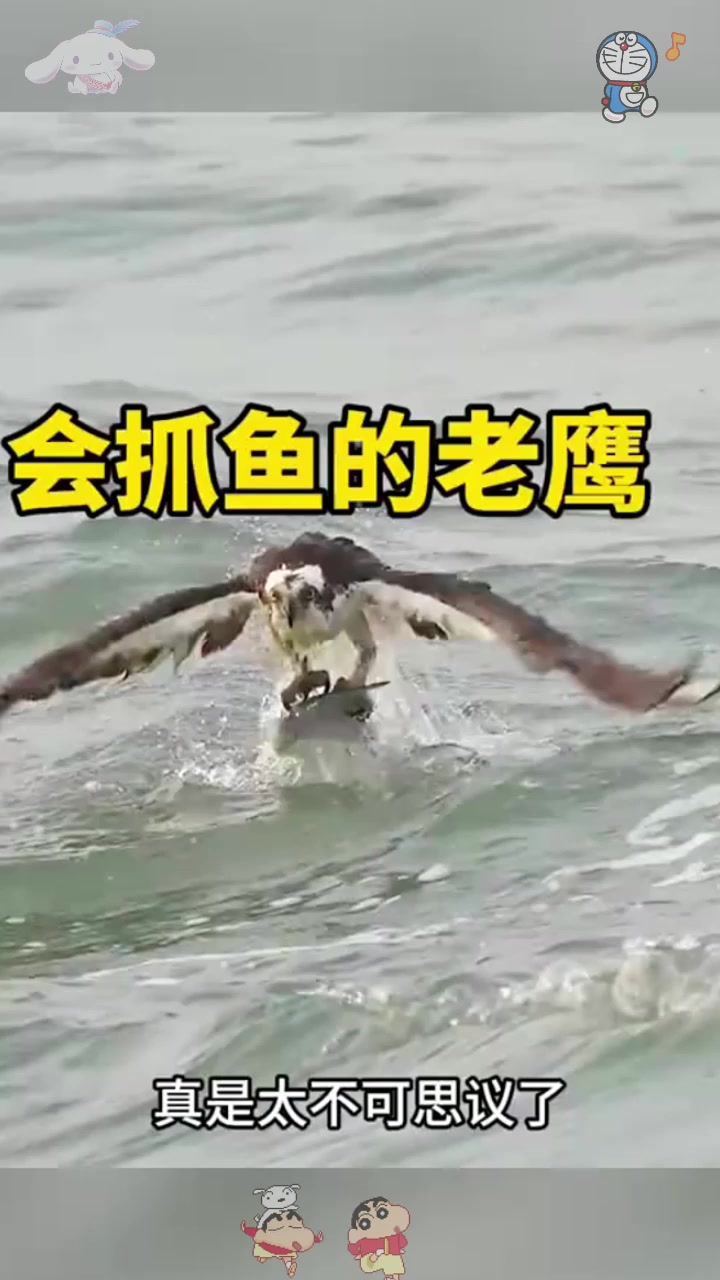  会抓鱼的老鹰,太不可思议了