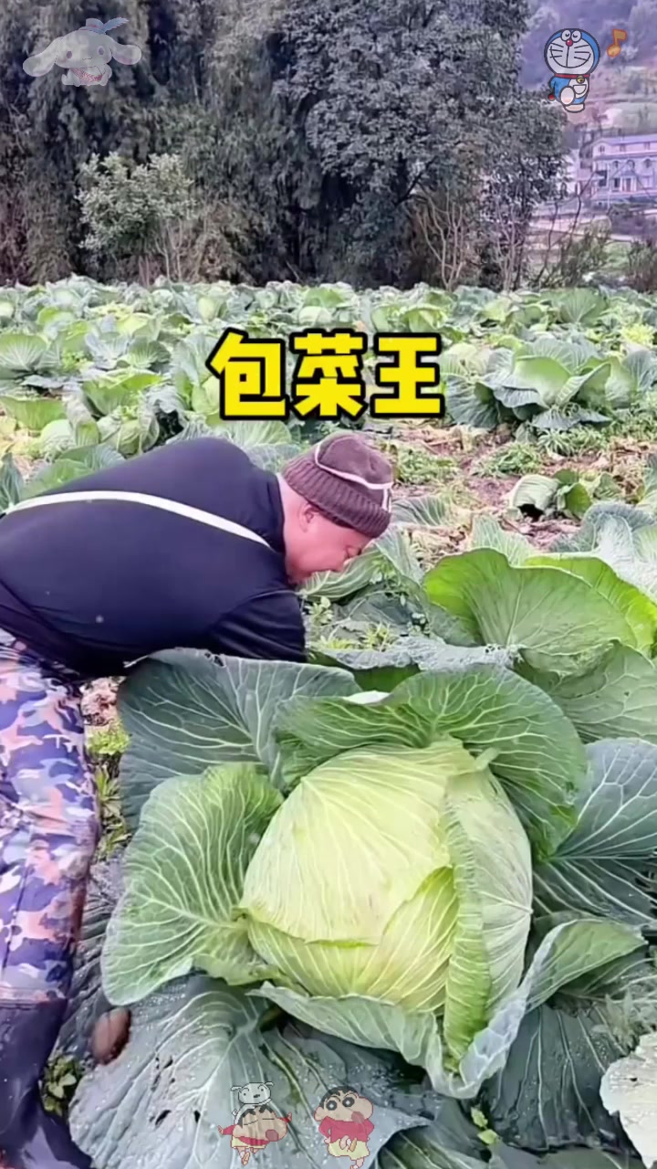  我觉得这包菜应该不会很嫩