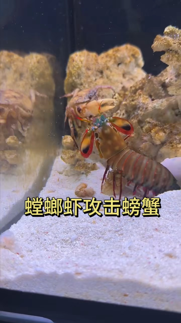 雀尾螳螂虾攻击螃蟹 难得一见