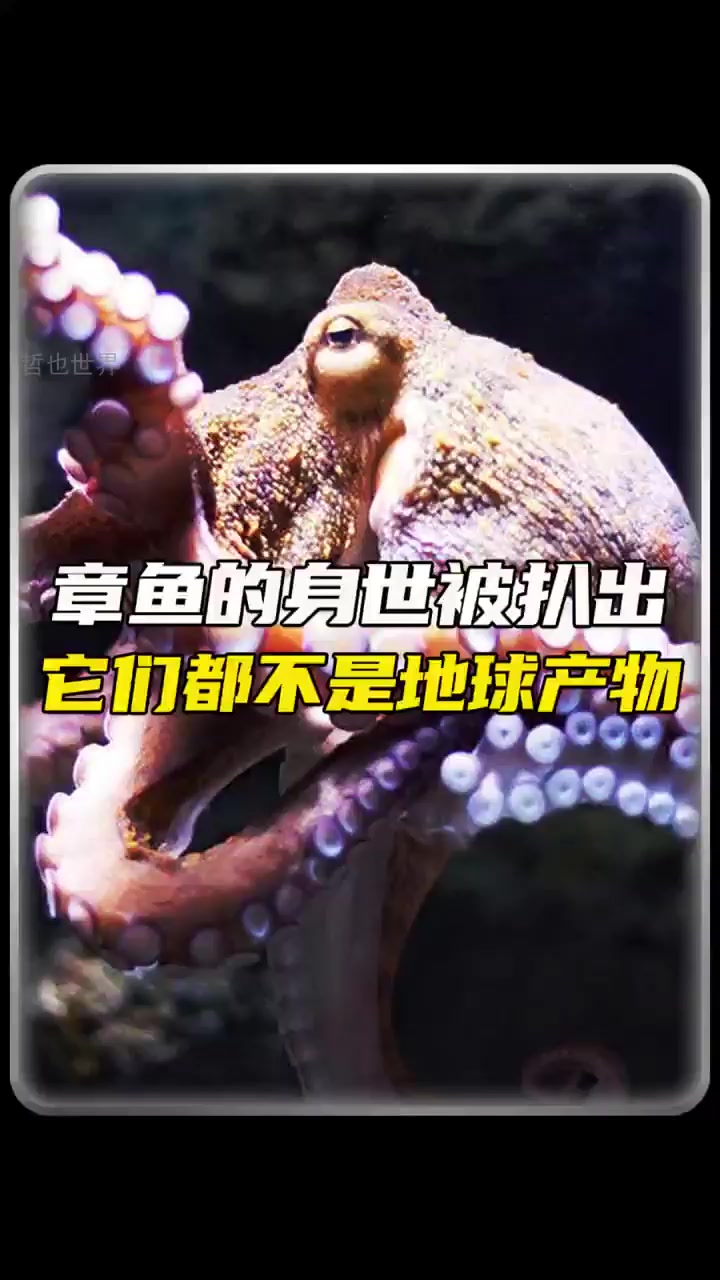 外星生物?章鱼的惊人秘密曝光!