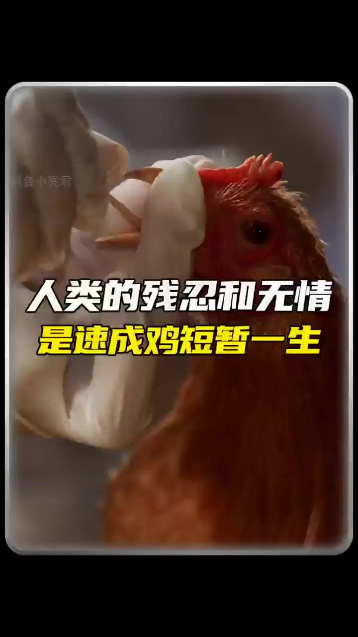 揭秘速成鸡背后的残酷真相!