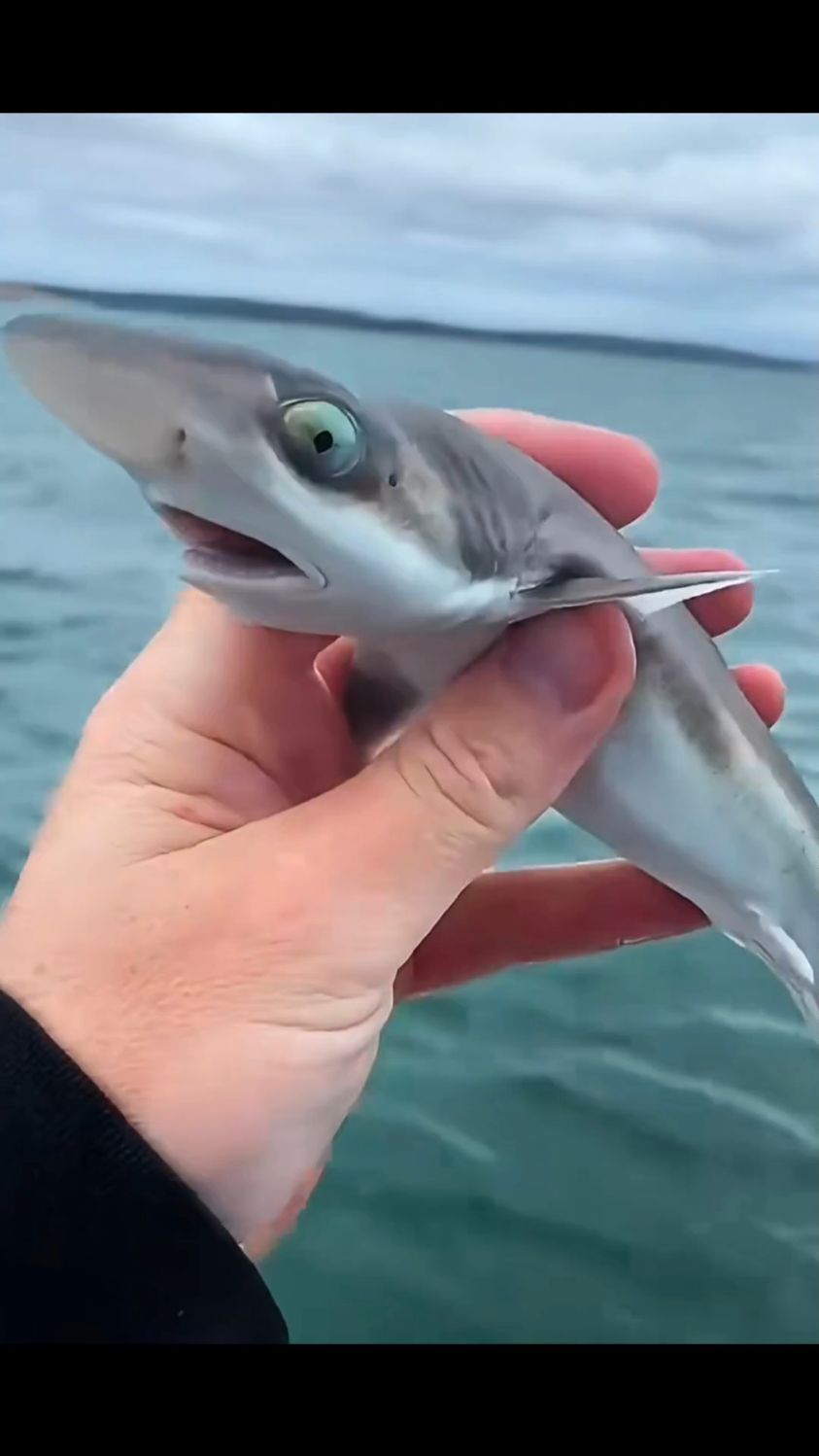 好可爱的小鲨鱼。