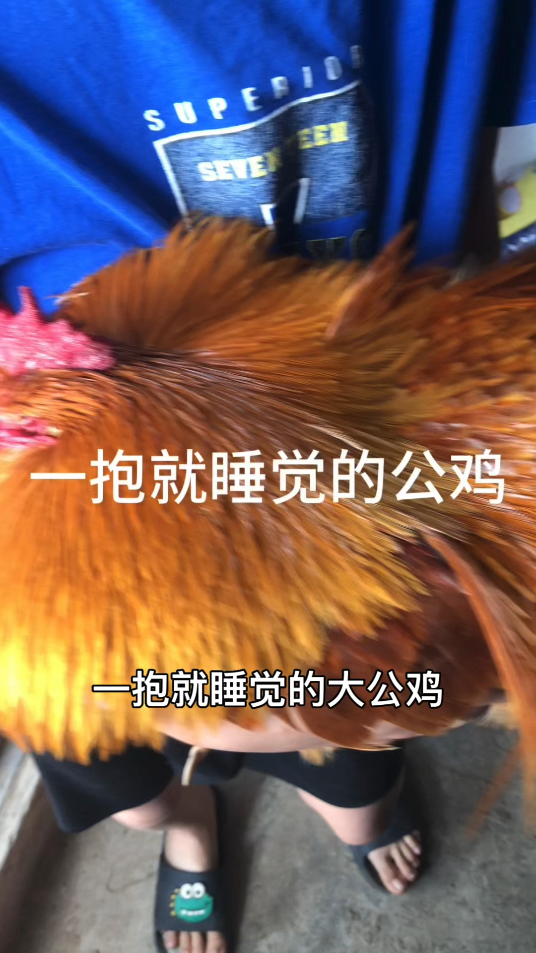 一抱就睡觉的大公鸡