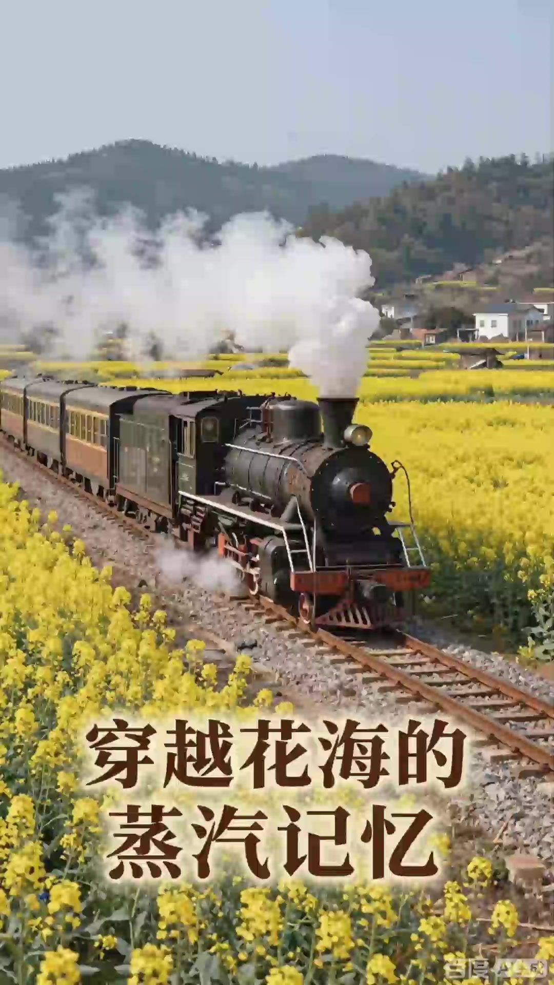 四川乐山嘉阳小火车，世界唯一运营蒸汽窄轨，穿越花海复古。