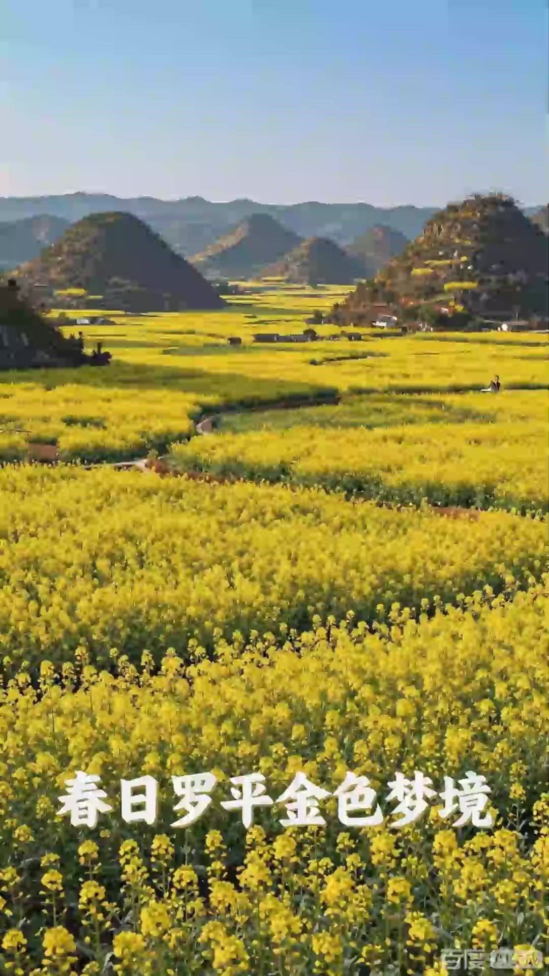 曲靖罗平油菜花海，春季金黄海洋峰林，中国最美花海之一