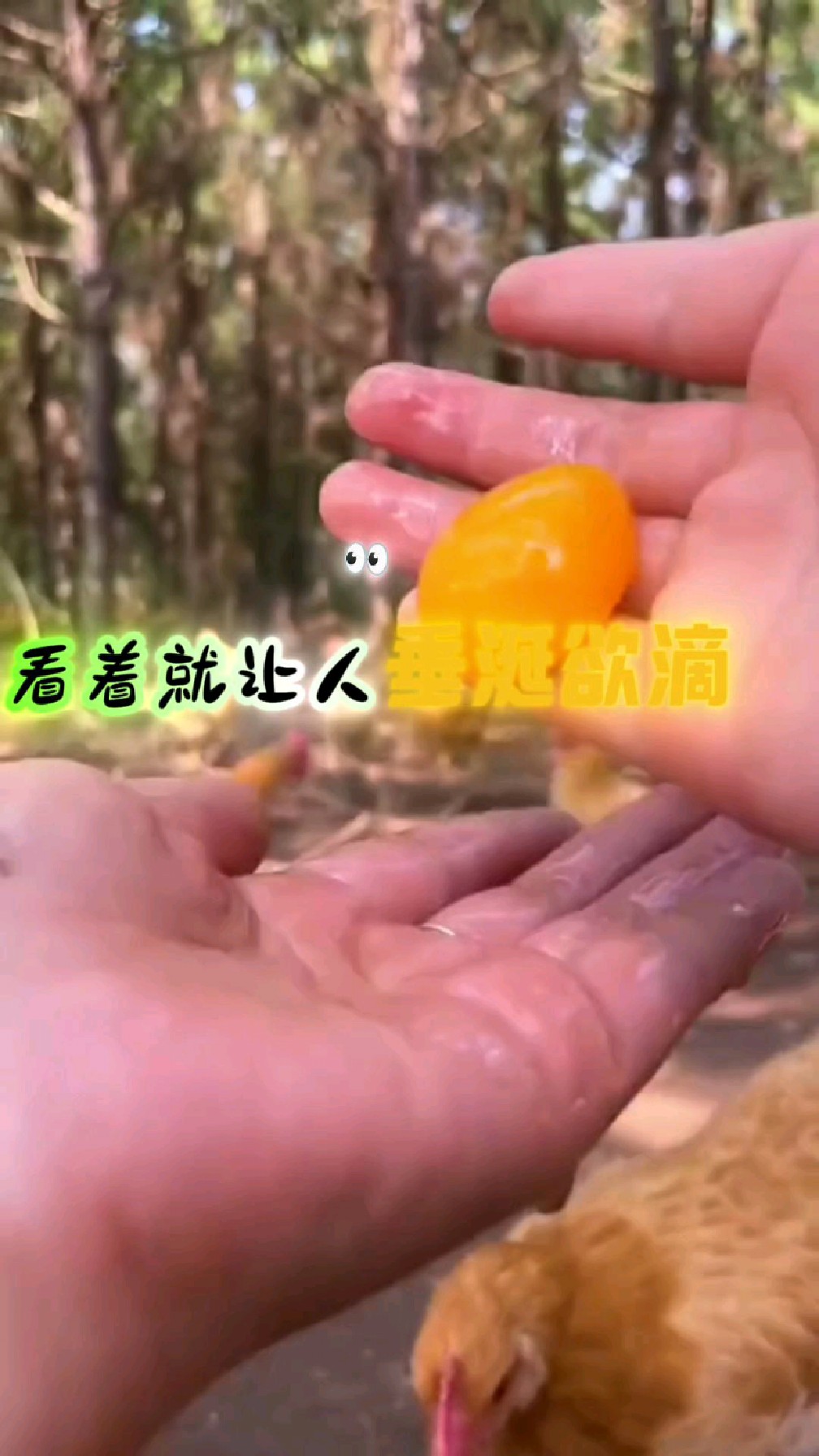 我是神奇的母鸡,下了绿色健康的蛋