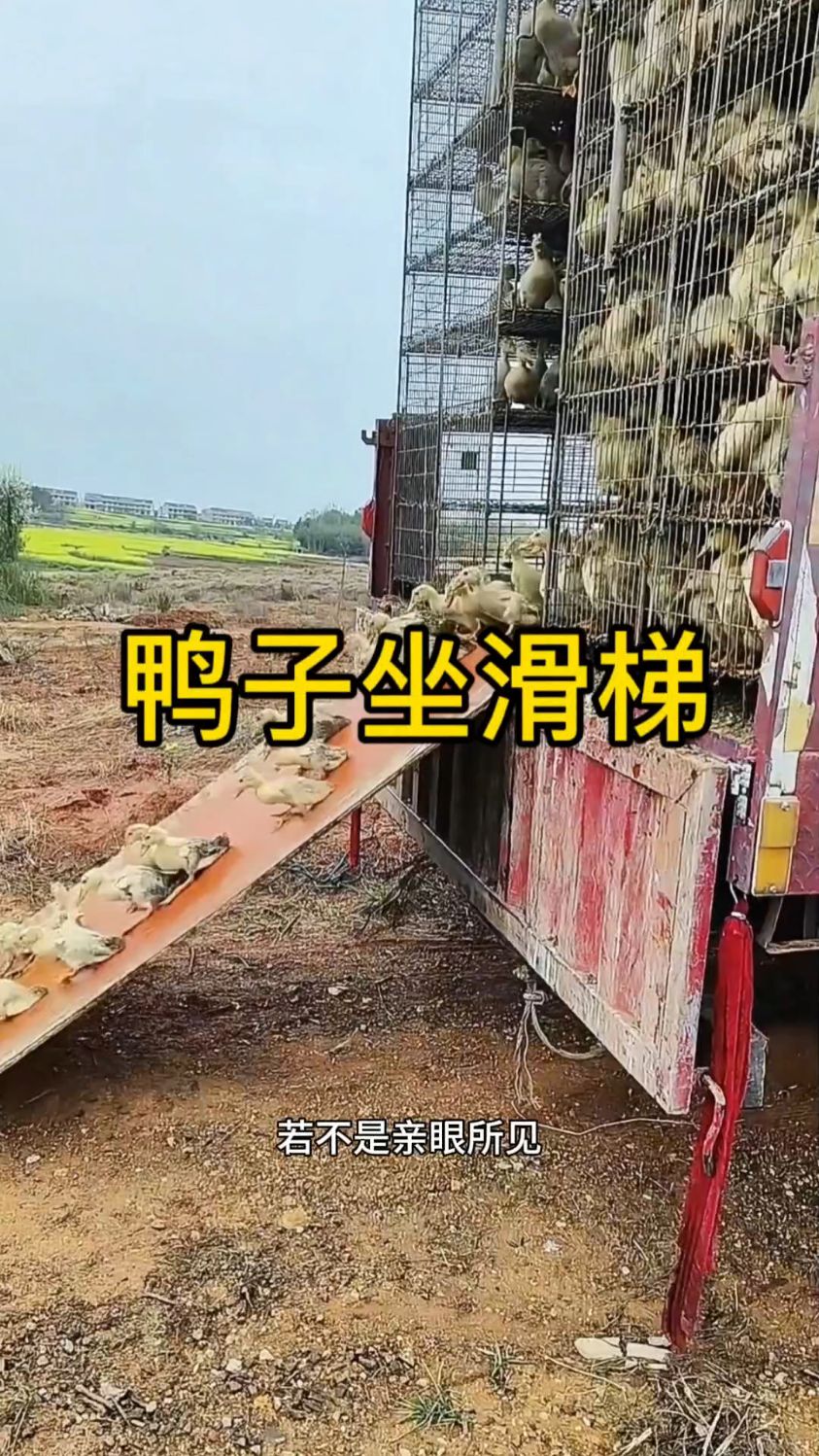 第一只鸭子是如何知晓方向的,它们又为何如此默契地集体行动呢?