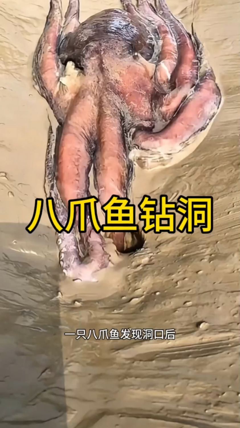 在广阔海洋生活的八爪鱼,究竟为何对钻洞情有独钟?