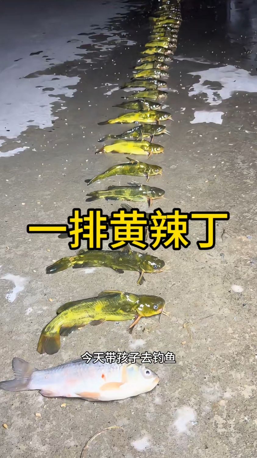 看着这排鱼兵,忍不住觉得又可爱又有意思