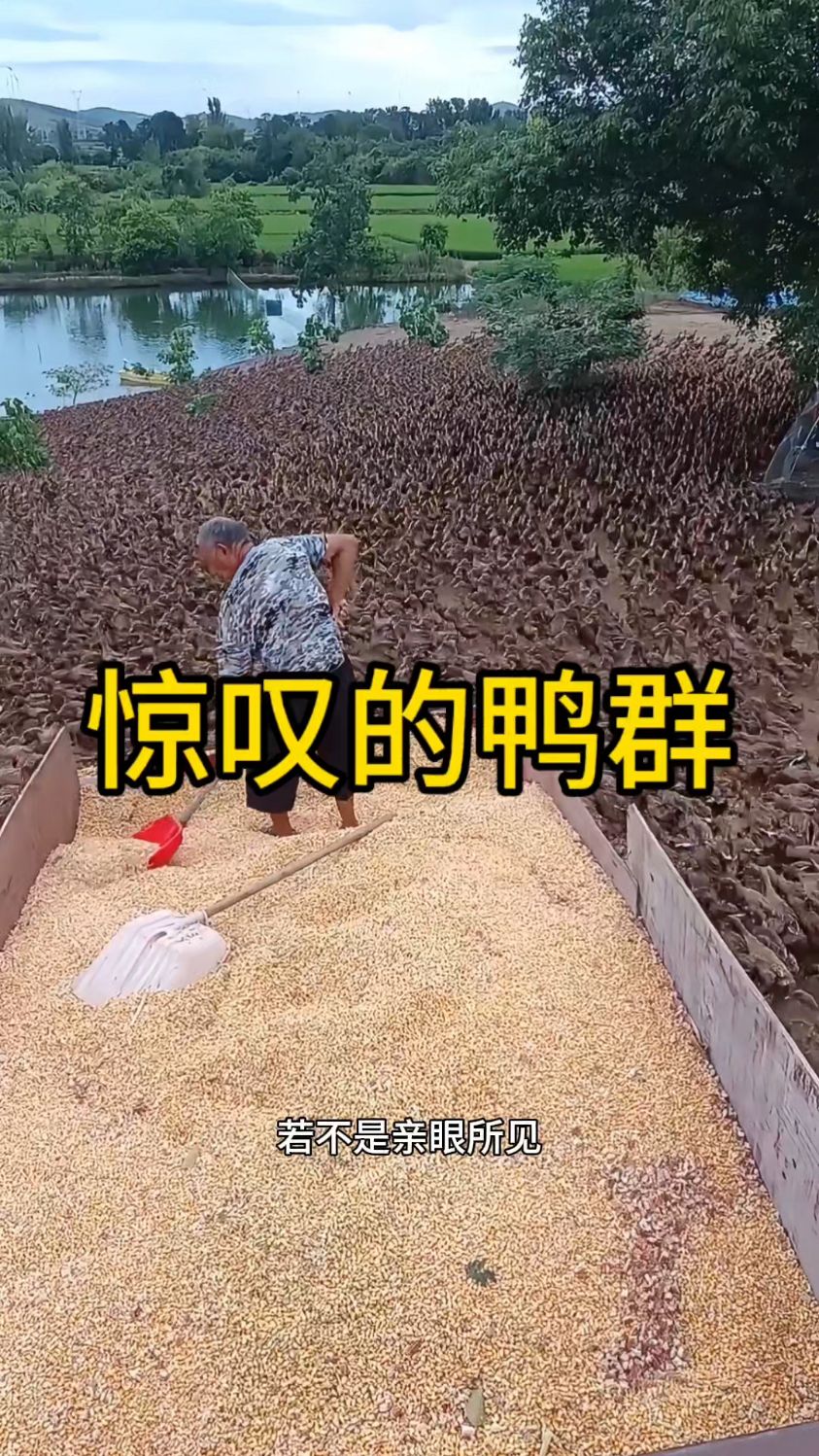 这位大叔到底养了多少只鸭子呢