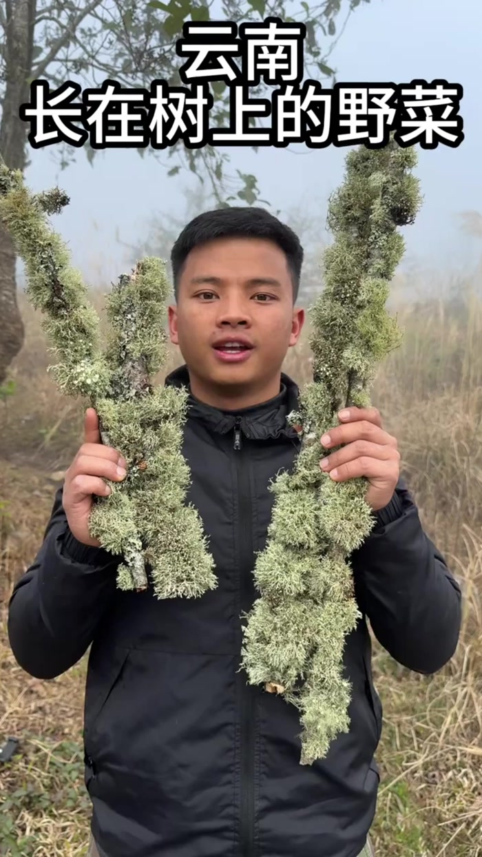 云南长在树上的野菜