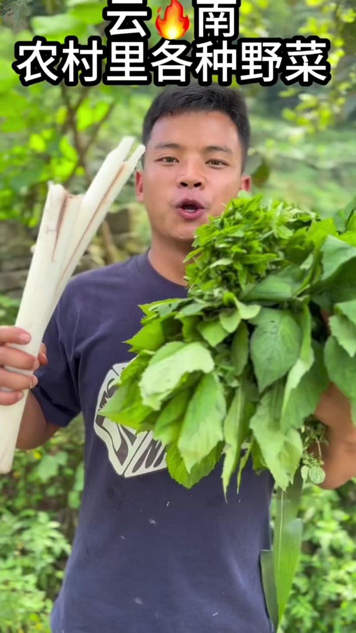 云南田里的野菜真的太多太多了，根本都吃不完