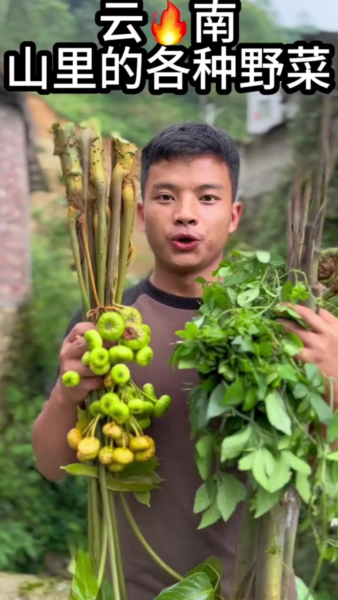 云南大山里的各种野菜，真的巨巨巨好吃