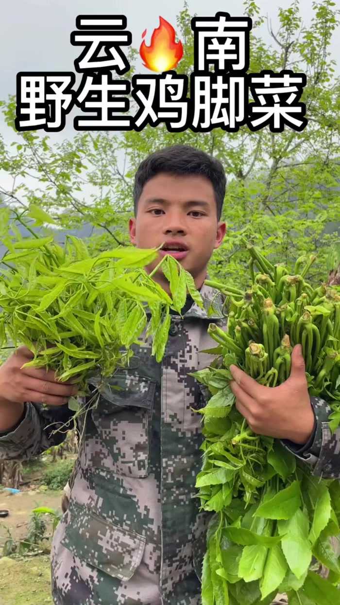 又到了吃野菜的季节啦！今天就进山摘鸡脚菜