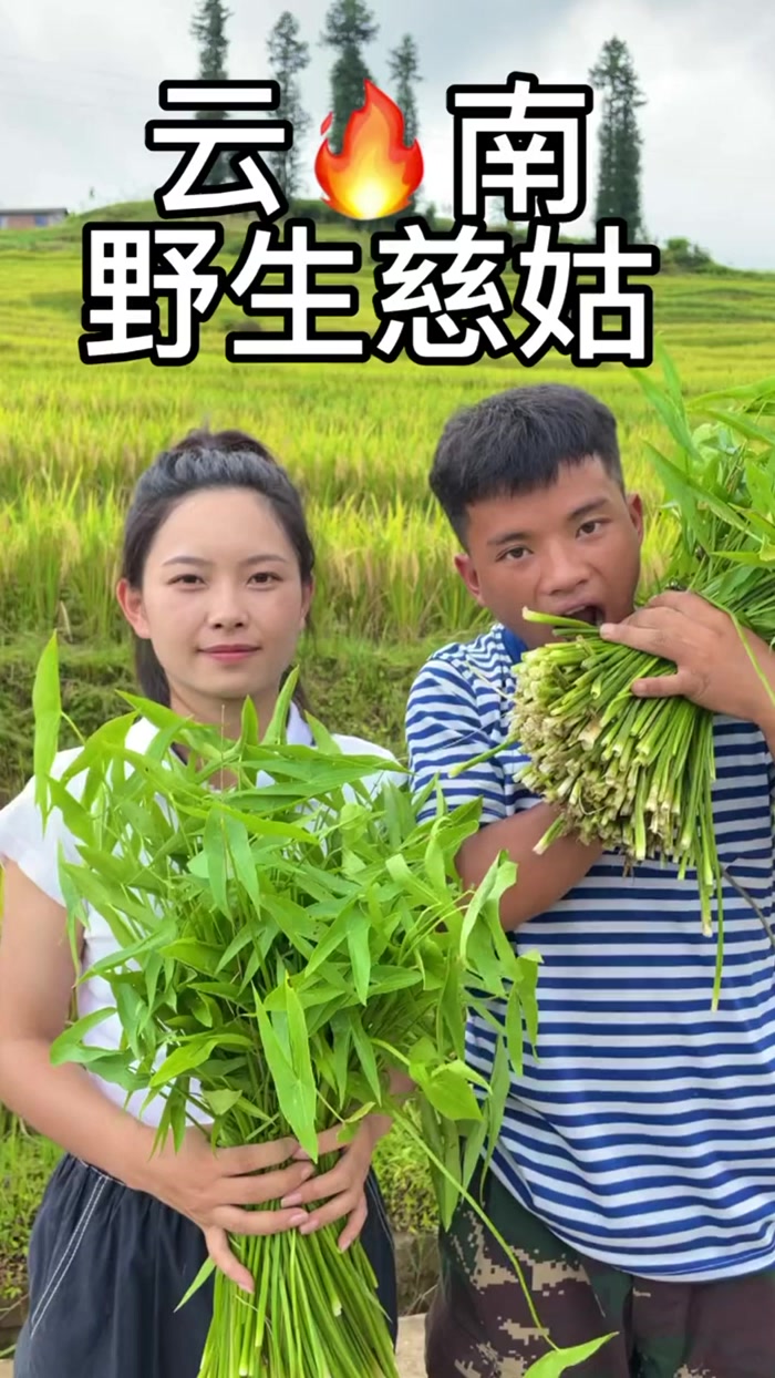 野生慈姑菜,你们吃过吗