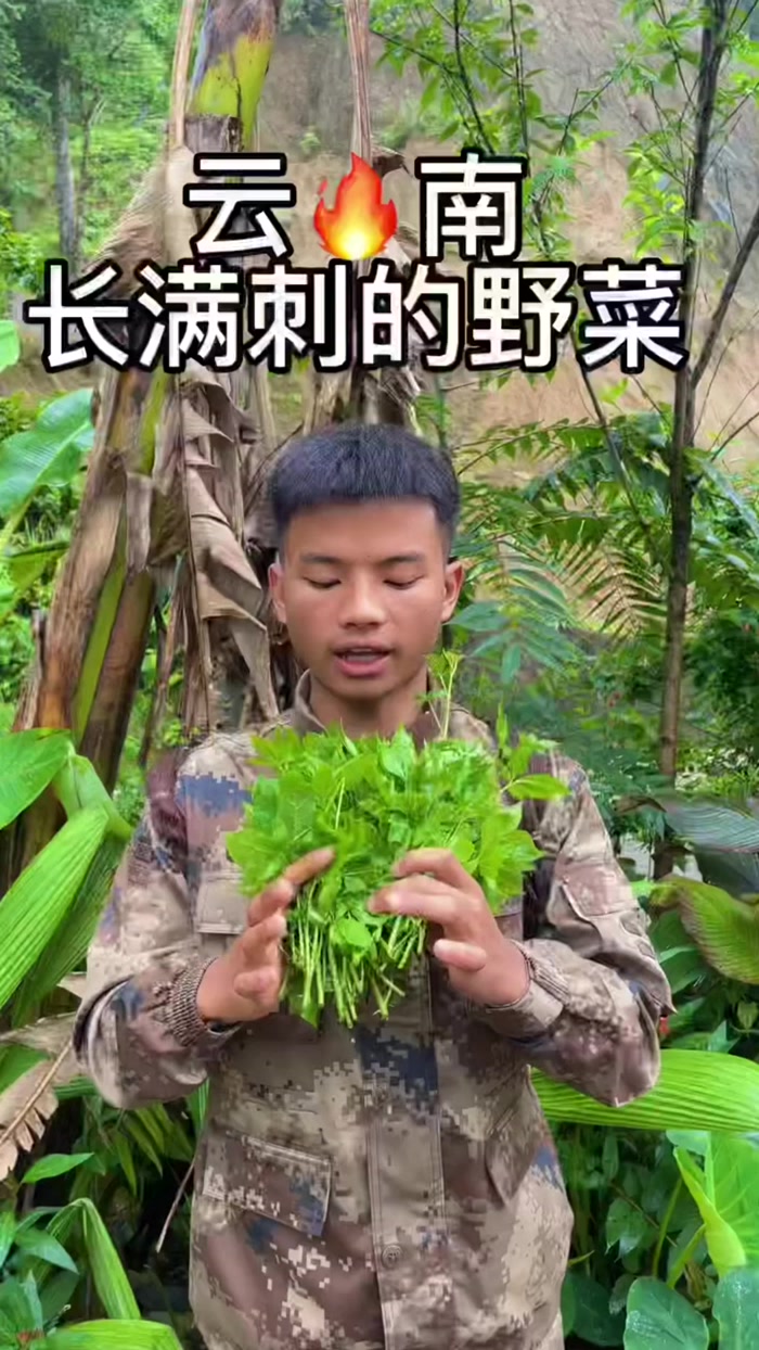 野生的簕菜这样做,口感好就是有一点点苦