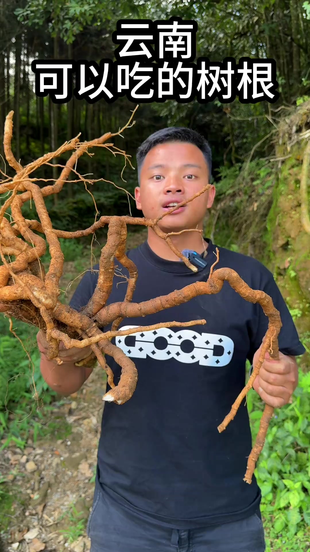 黄花倒水莲我们深山的平民人参