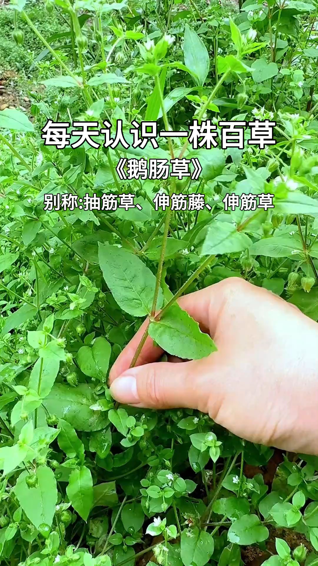 鹅肠菜你们吃过没?味道清甜。#植物科普 #鹅肠草