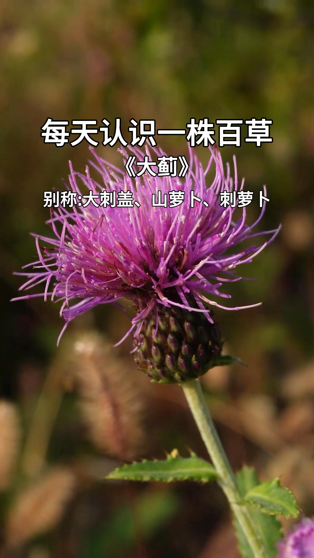 大蓟根可是个好宝贝,用它来炖鸡汤是上好的材料