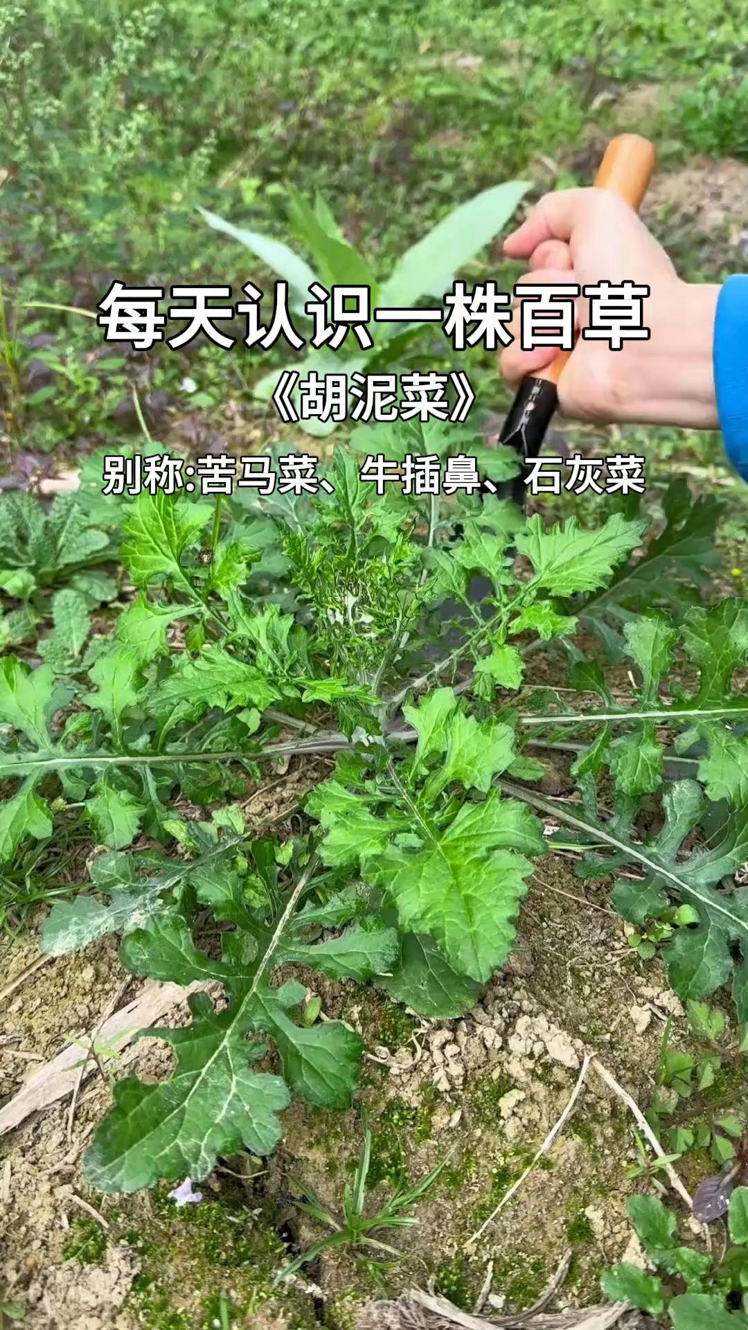 泥胡菜你认识吗?小仙女不要错过的植物,你家乡叫它什么名字呢?