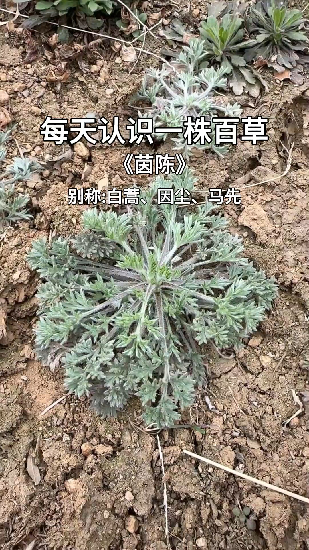 茵陈别名白蒿,现在的茵陈最嫩,可制成茵陈茶,野外遇见别错过了