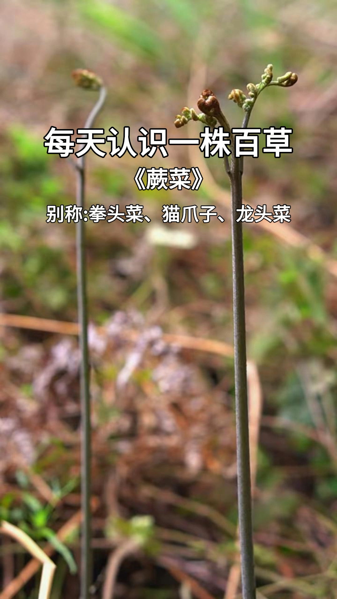 又到吃蕨菜的季节,又肥又嫩又美味,一口下去满满的春天味道。