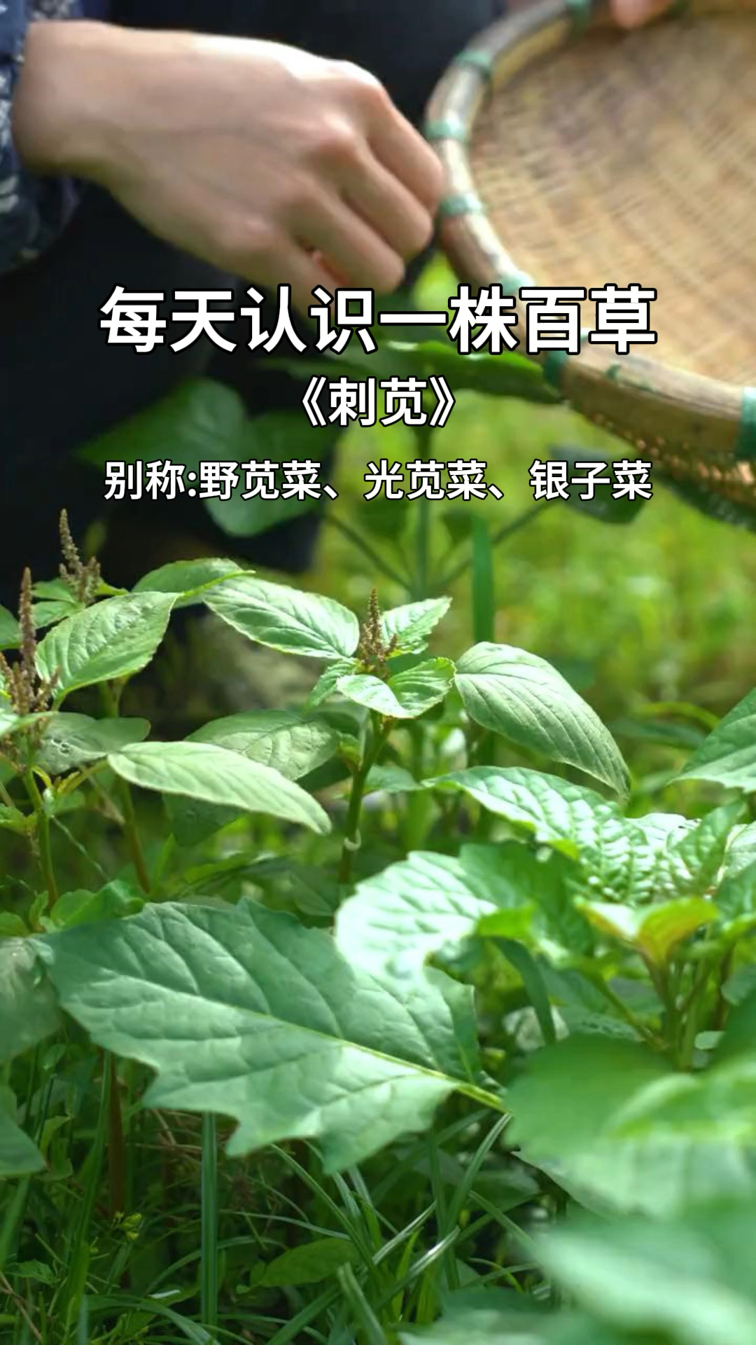 这就是野苋菜浑身都是宝,村里人把它采回储存,你知道它的作用吗