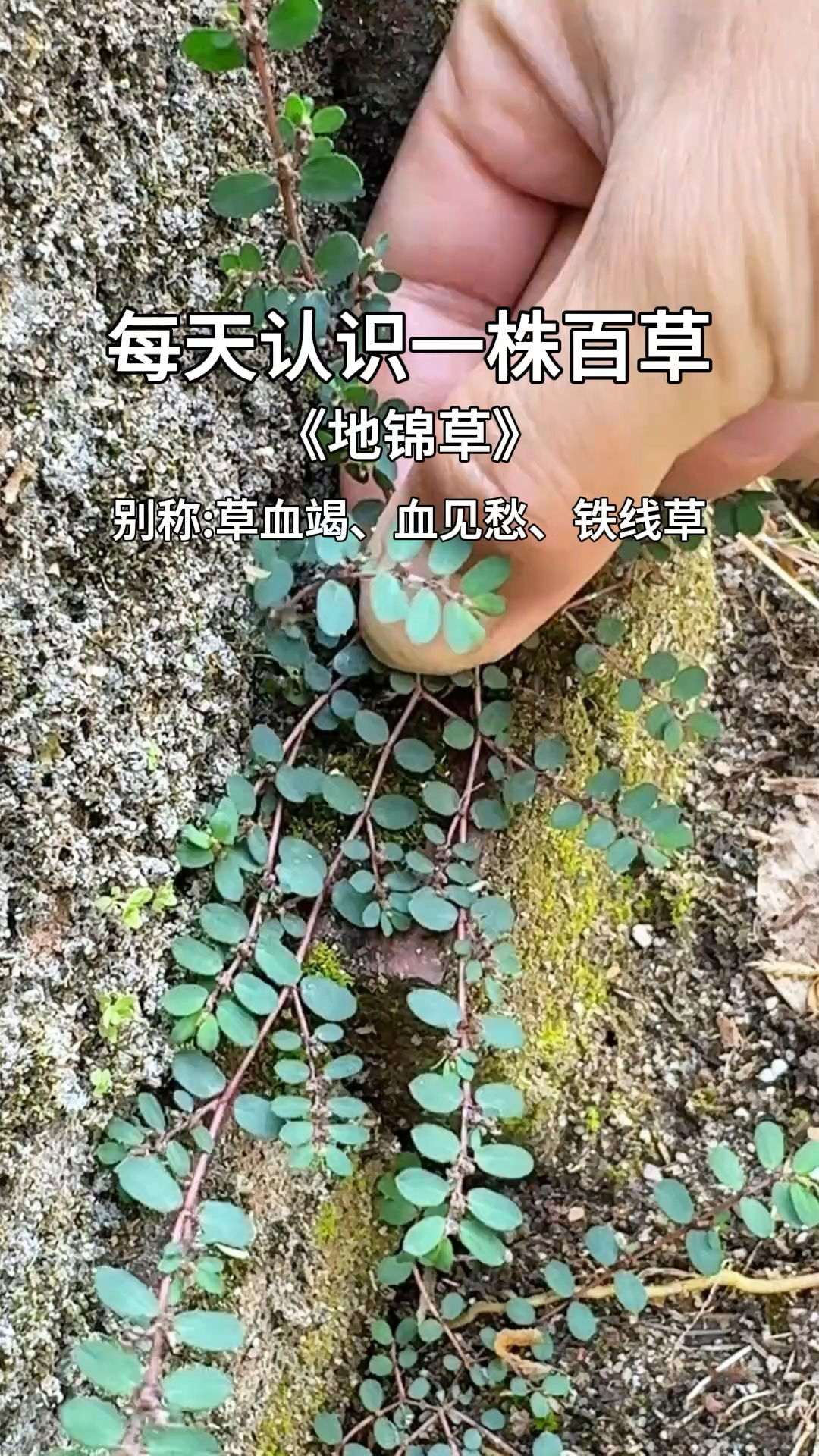 这种铺地而生的植物叫地锦草,又名奶浆草,你知道它的作用吗?