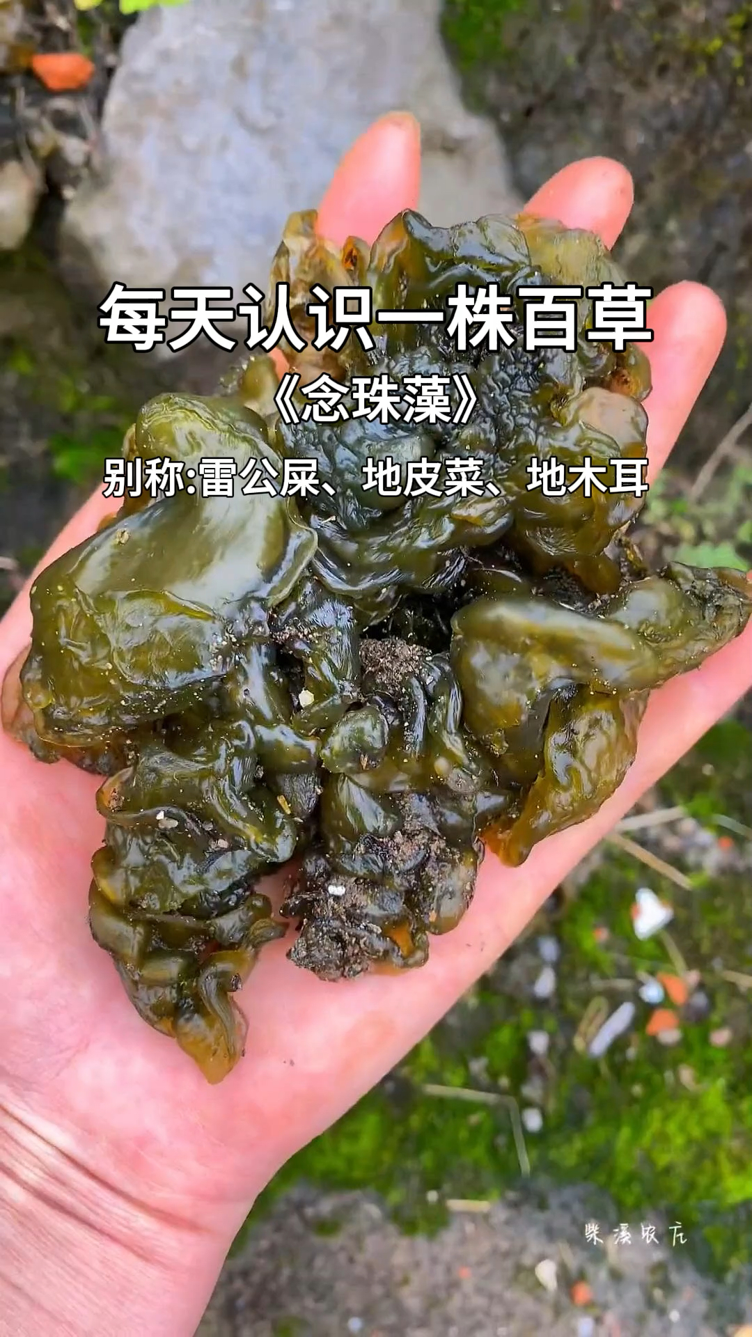 雨后的山上,藏着人间美味,你们吃过吗?