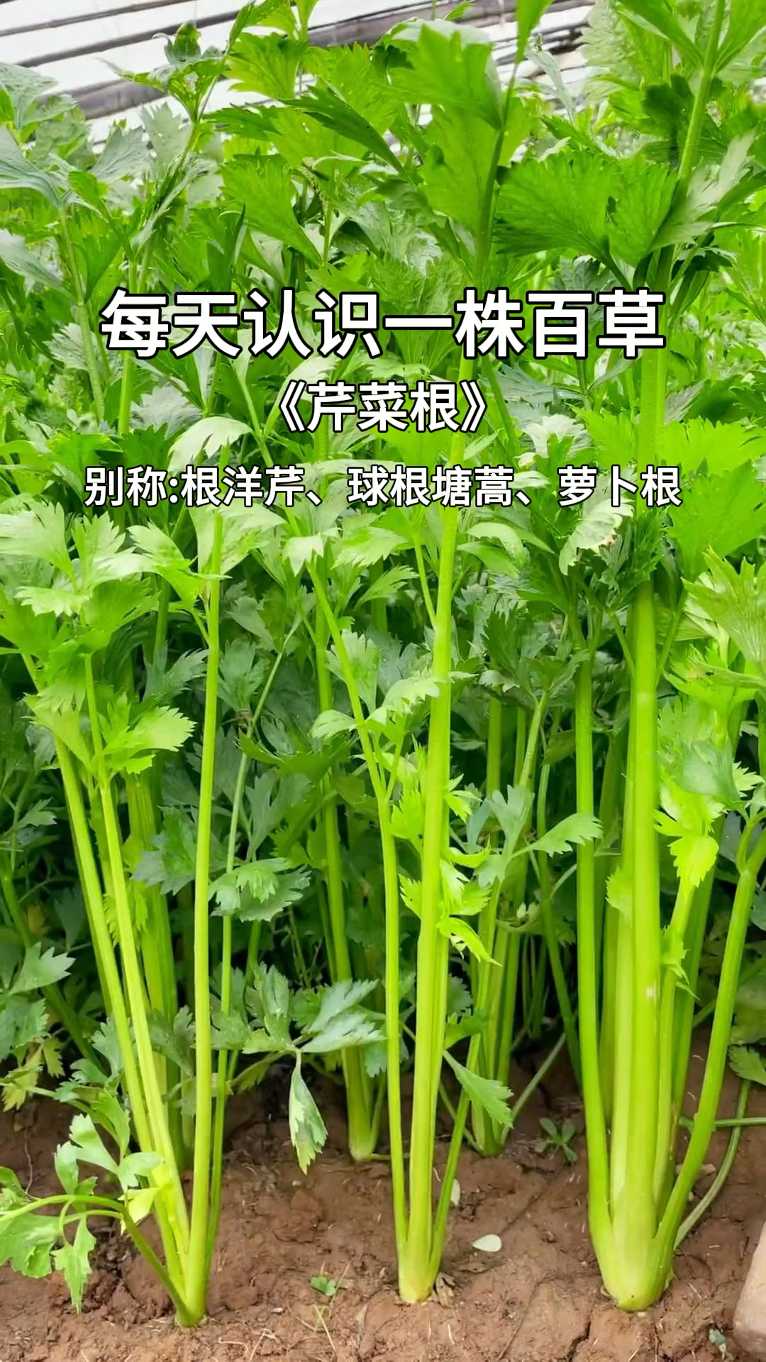就是是芹菜根,它可是个好东西,以后千万别再扔掉了!