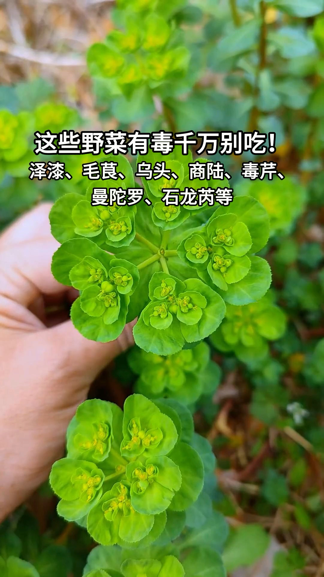 一定要认识这12种野菜,小心吃了躺板板。
