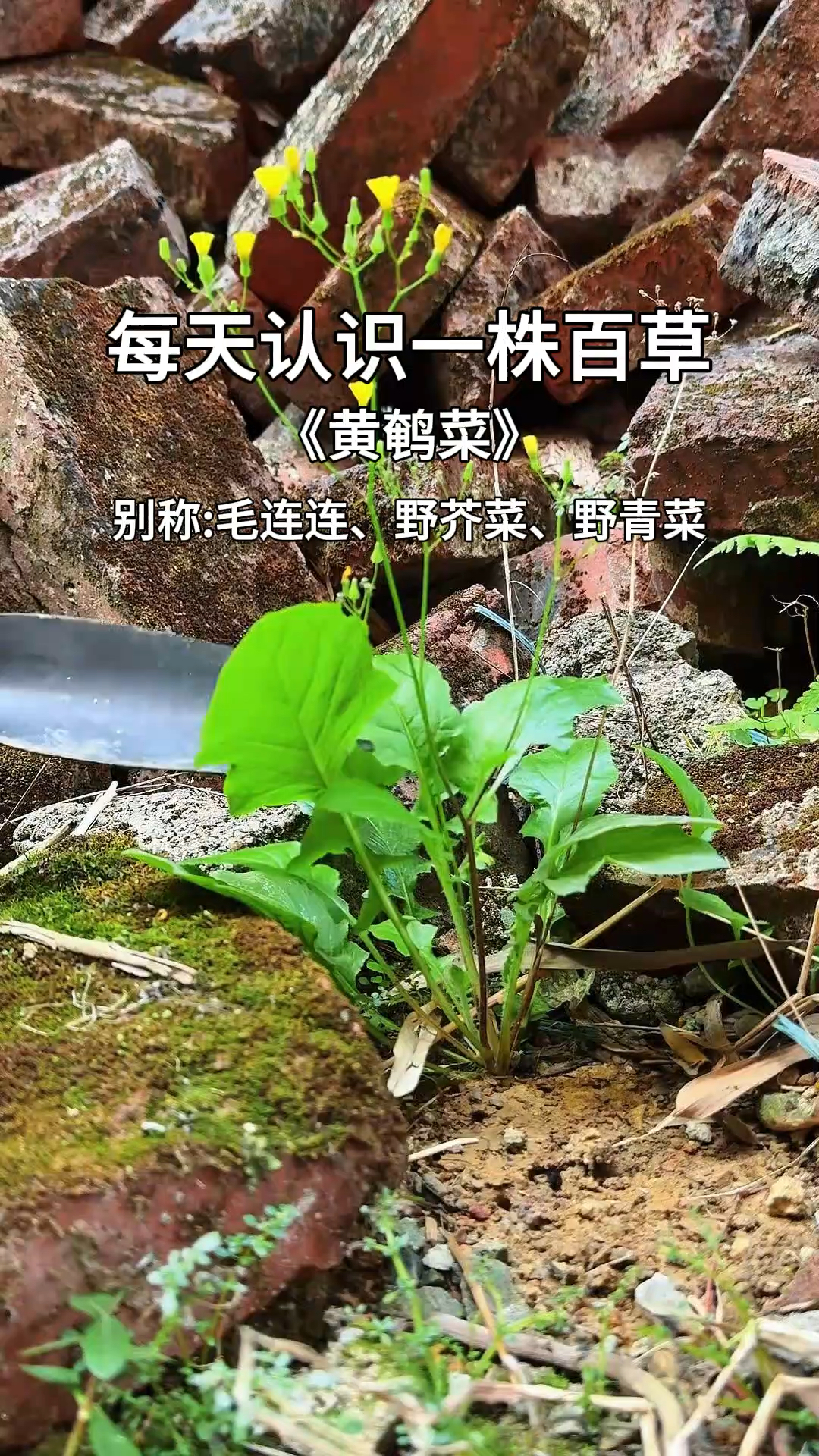 黄鹌菜又名还阳草,村里人遇见都会挖点回家,它的用处你知道吗?