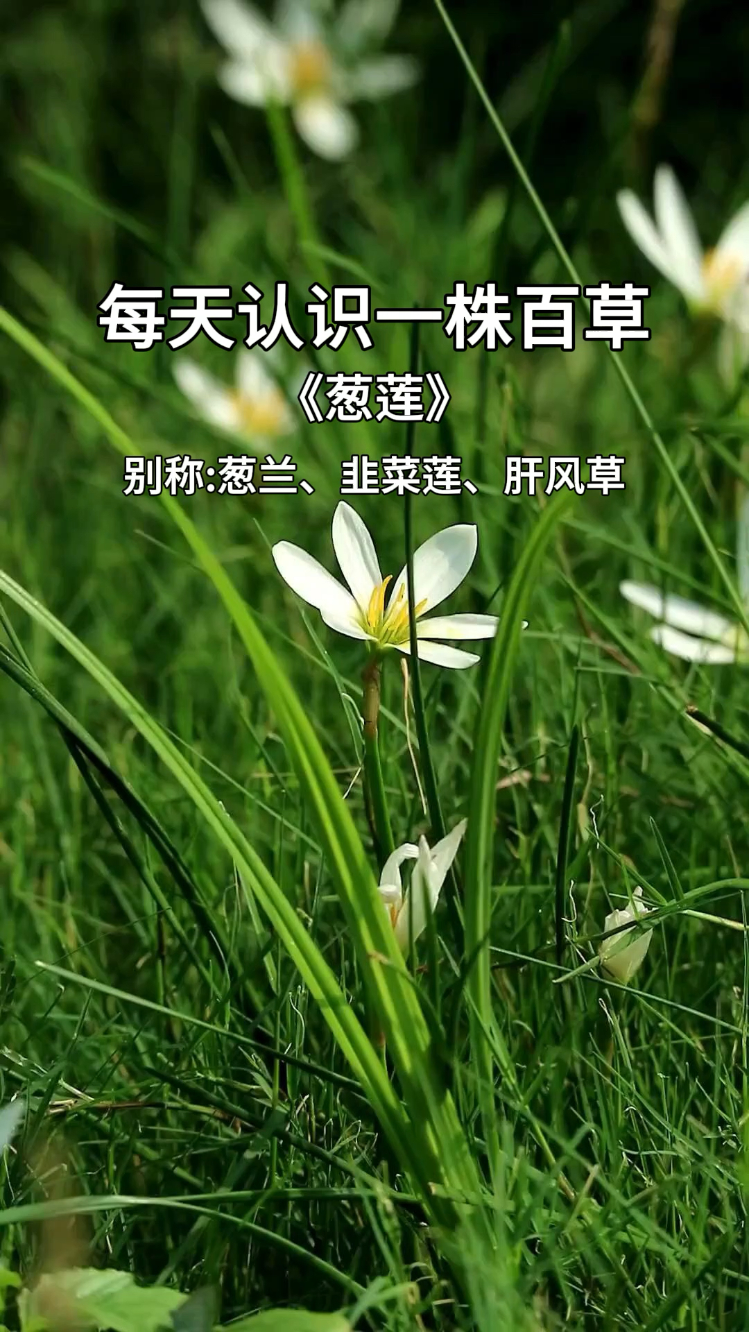这就是葱莲也叫葱兰,野外遇见千万不要采回家,小心躺板板。