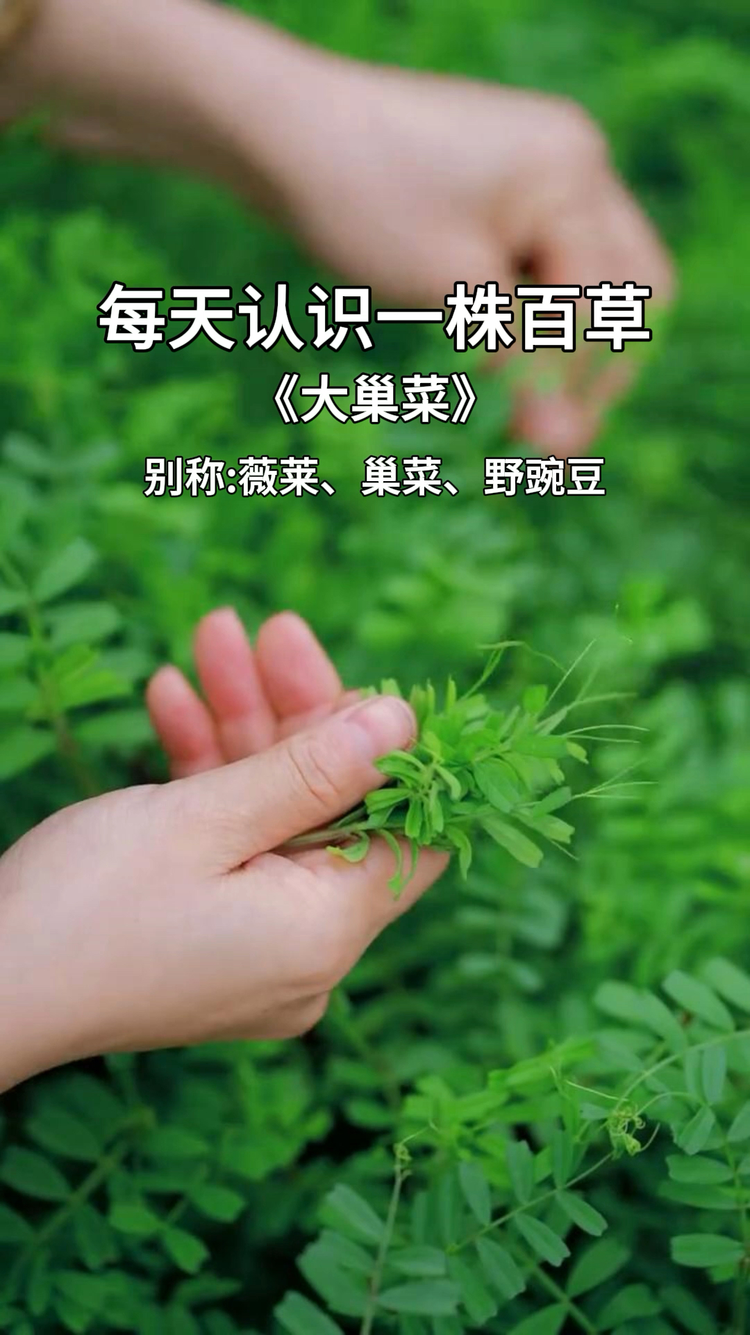 这个植物你们认识吗?听说味道不错,能力也不错!你吃过它吗?