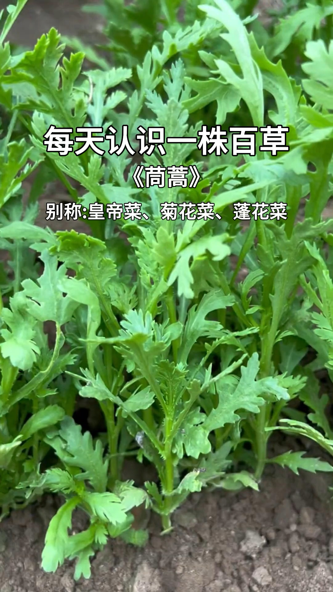 春天来了你确定不来一口茼蒿,千万别小瞧它,妙用你一定要知道。