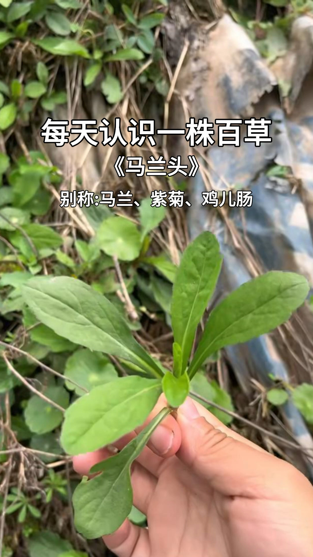这就是马兰头又叫红梗菜,是江浙地区十分有名的一种野菜