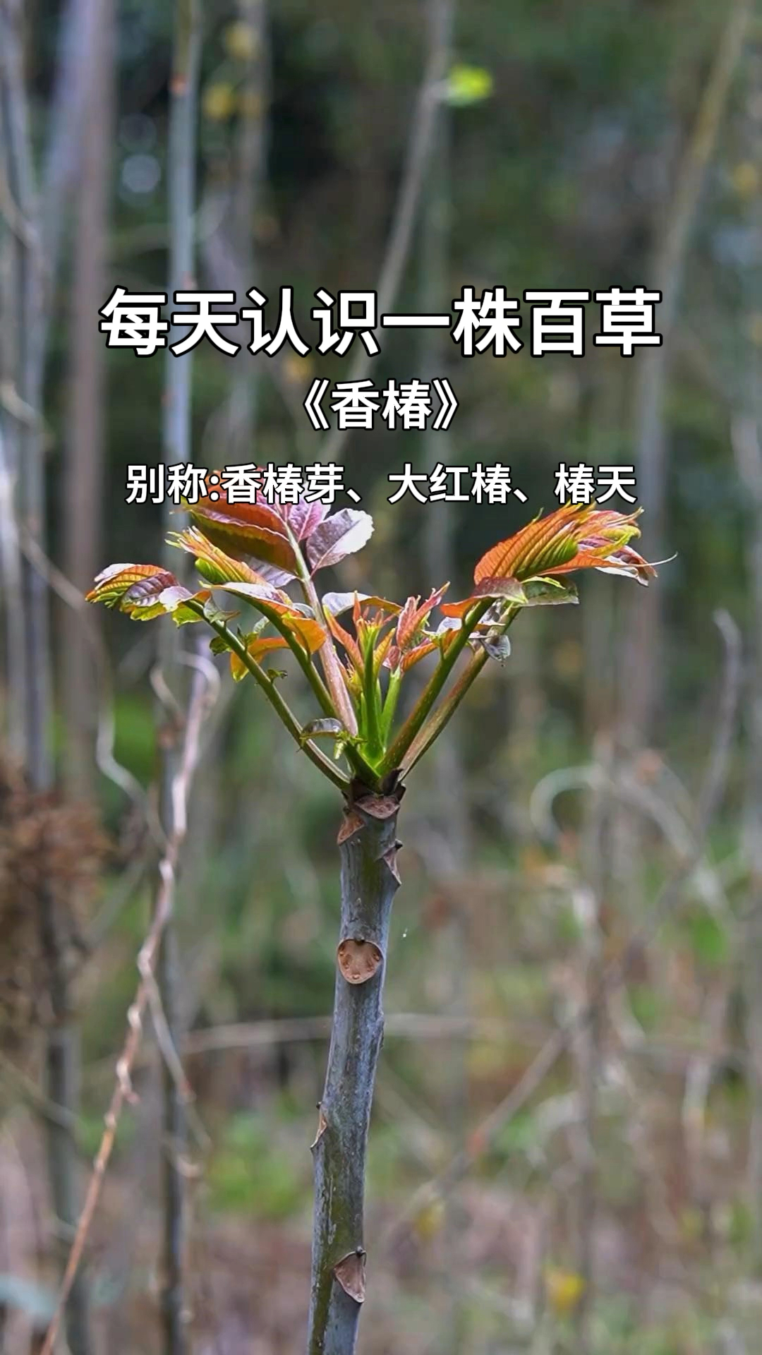 这个季节就是要吃野菜,这才是春天最好吃的味道,你家乡有吗?