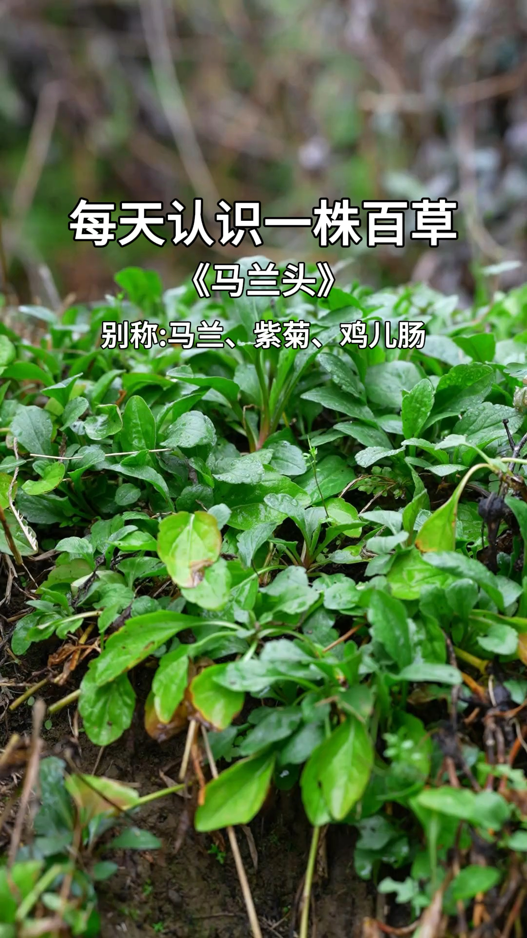 马兰头又叫泥鳅菜,它有一种特殊的清香味道,是春天不可少的野菜