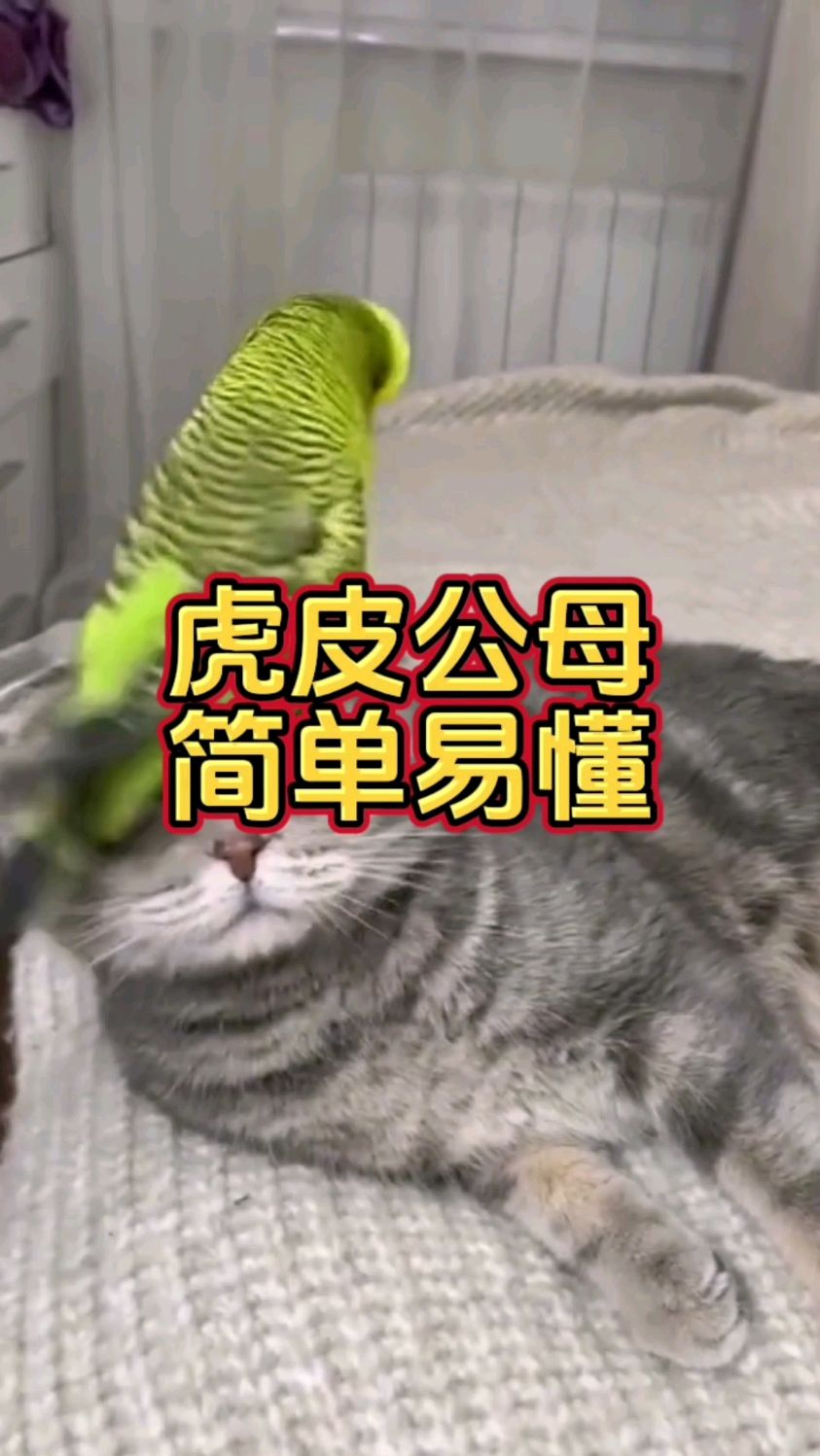 虎皮鹦鹉分公母,是最简单易懂