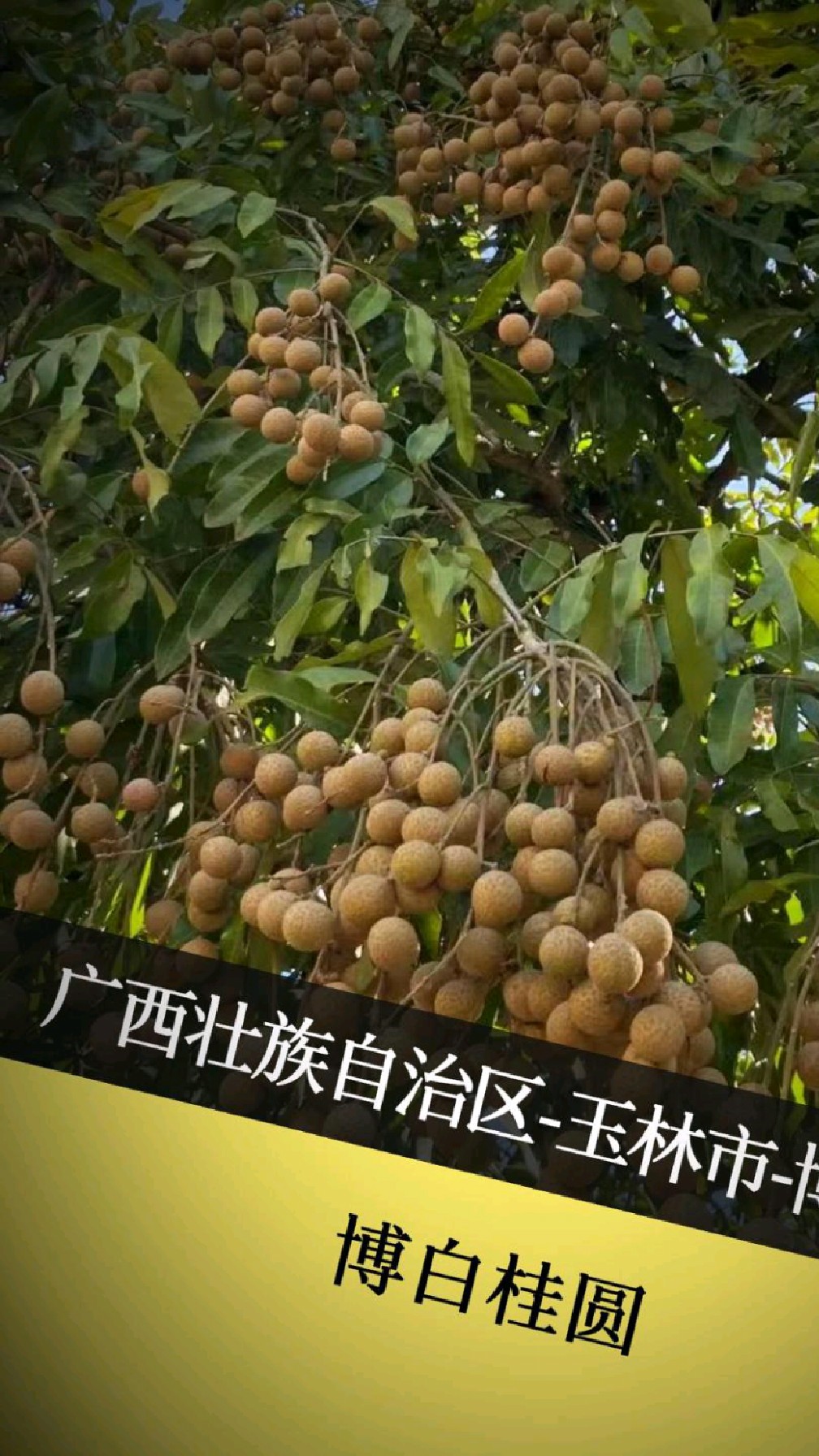 博白桂圆:古法灶火炼出的“甜金元宝”,月子里暖身养颜的黄金丹