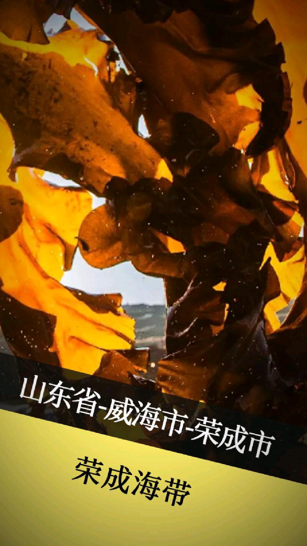 荣成海带：浪里淘出的“黑金条”，炖汤鲜掉神仙眉毛！