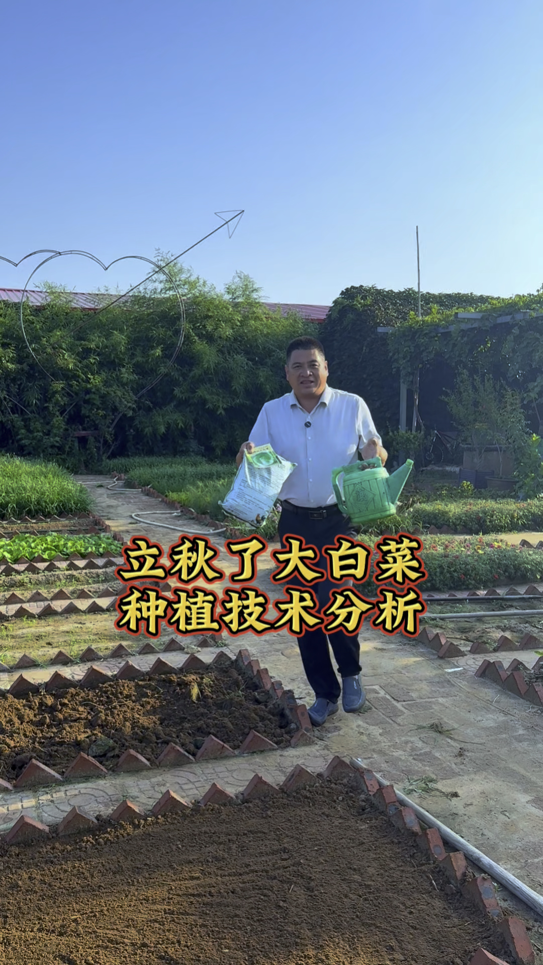 立秋开始种大白菜了 种植白菜小技巧你会吗?欢迎屏幕前的你评论