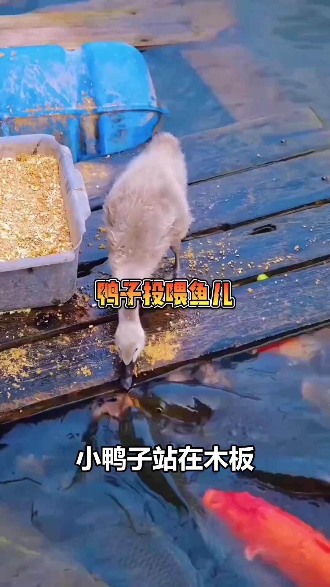 小鸭子主动喂鱼，这跨物种的友谊太暖心了！