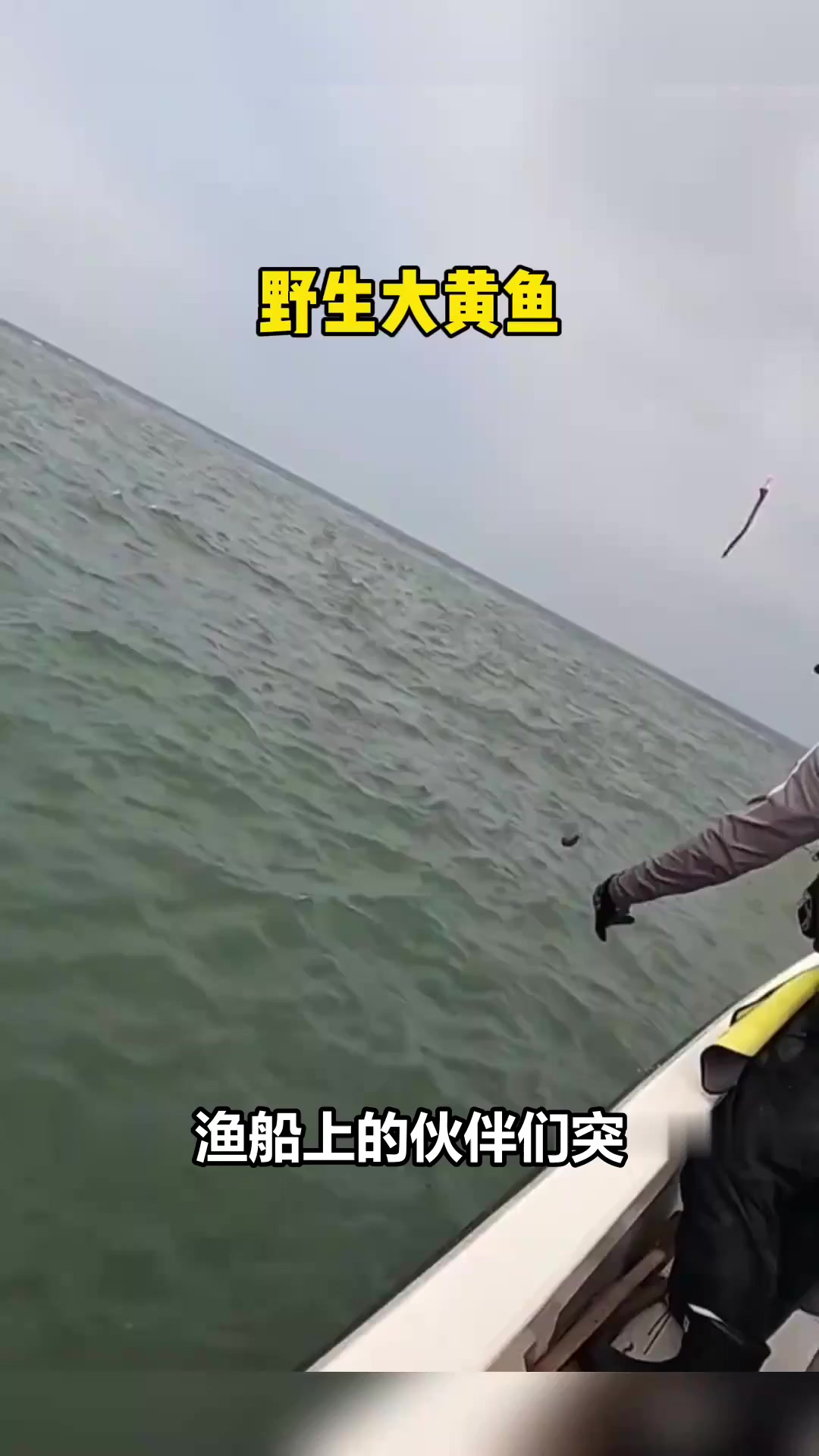 深海捕获“水中黄金”，这条野生大黄鱼能值多少钱？