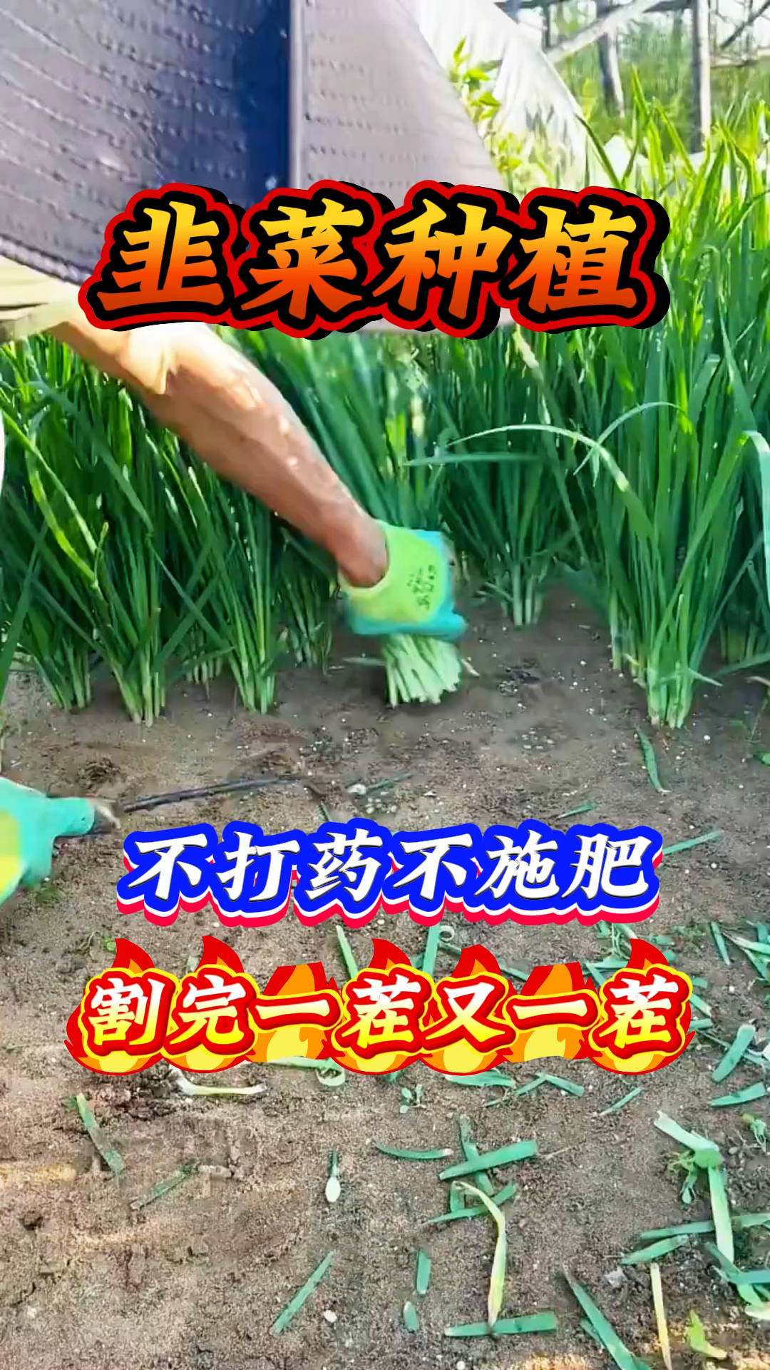 韭菜种植 不打药不施肥 割完一茬又一茬