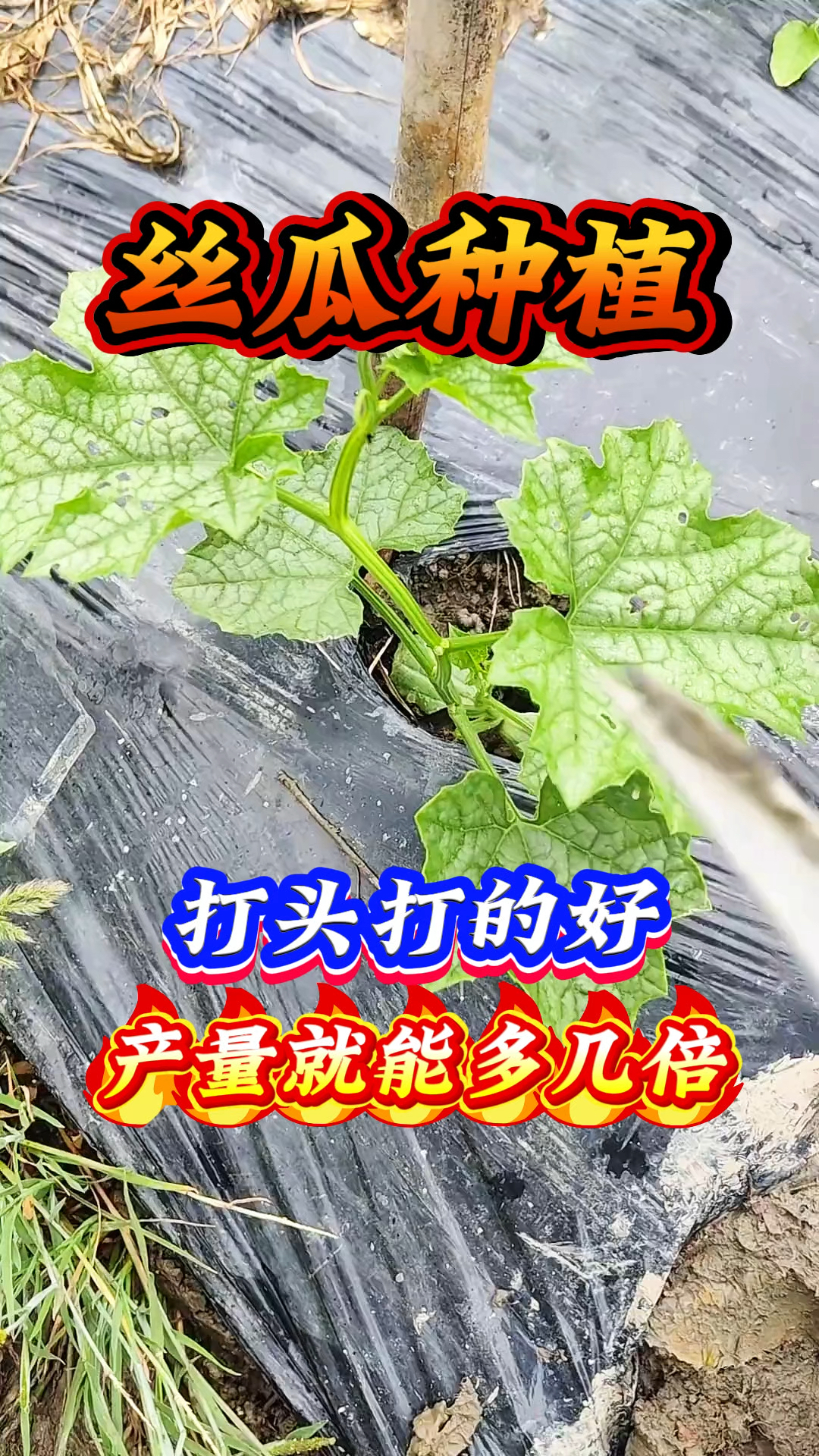 丝瓜种植 打头打的好 产量就能多几倍