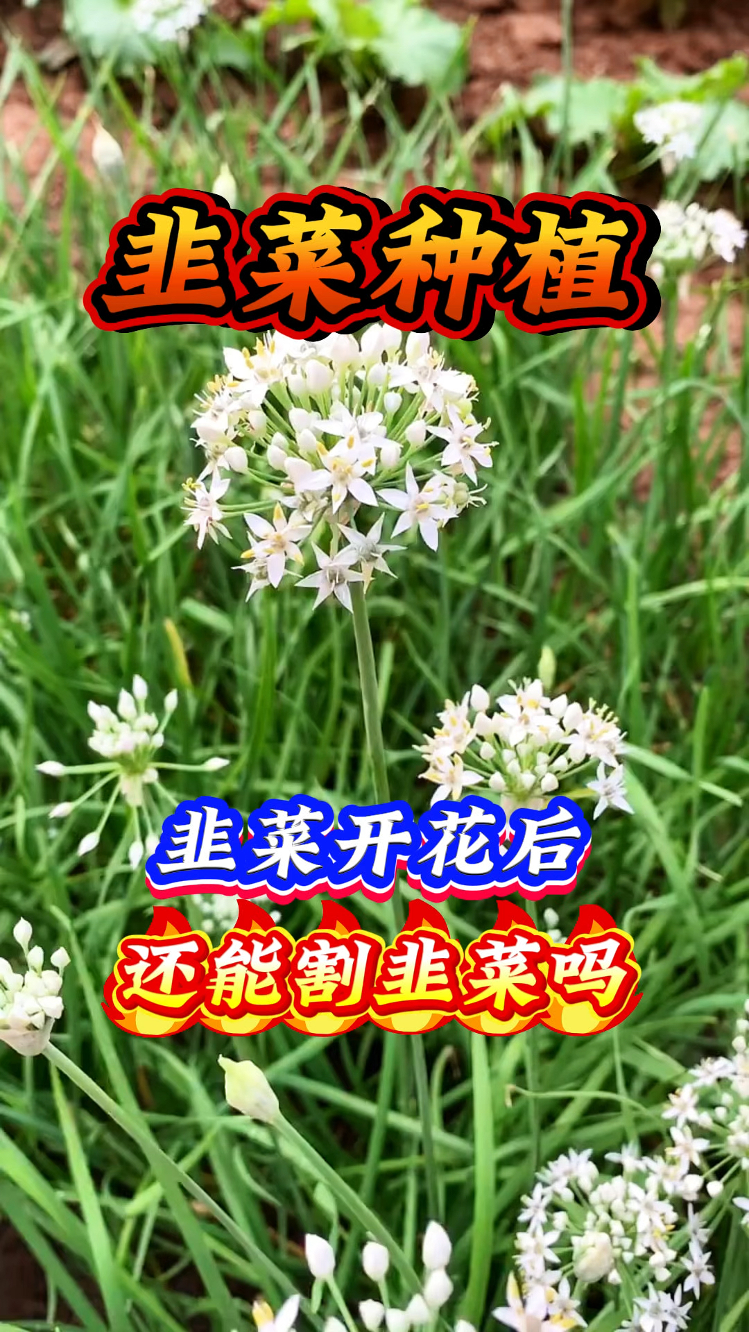 韭菜种植 韭菜开花后还能割韭菜吗