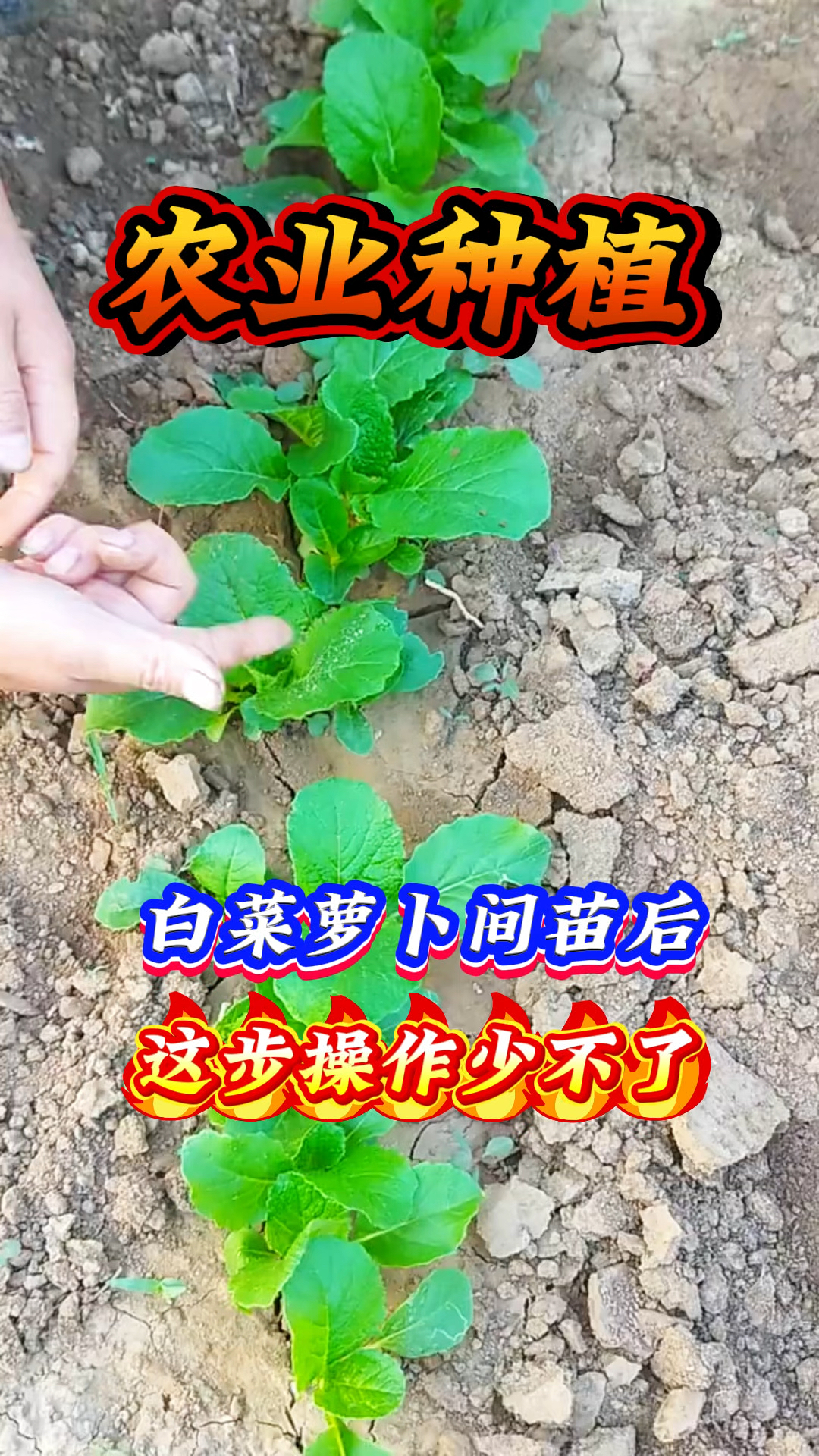 农业种植 白菜萝卜间苗后 这步操作少不了