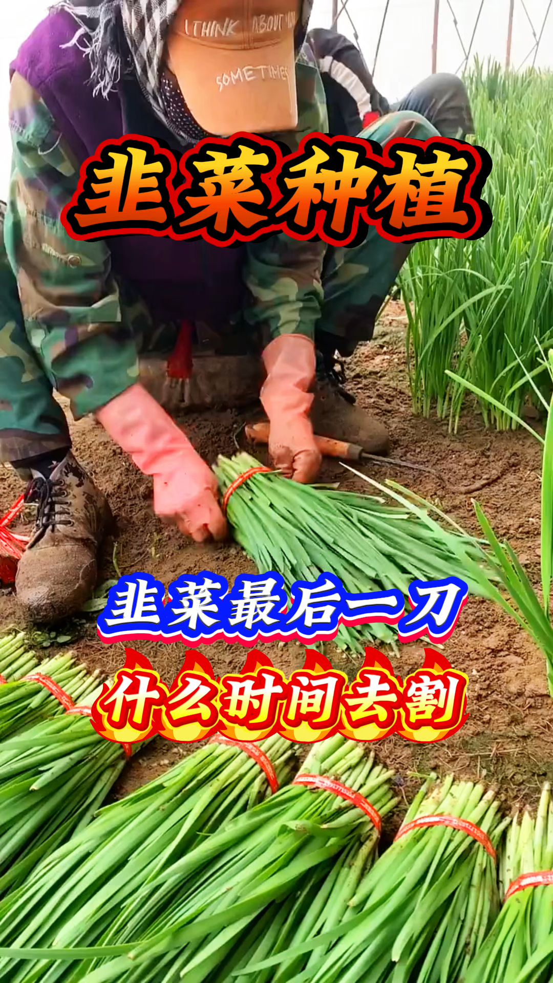 韭菜种植 韭菜最后一刀 什么时间去割