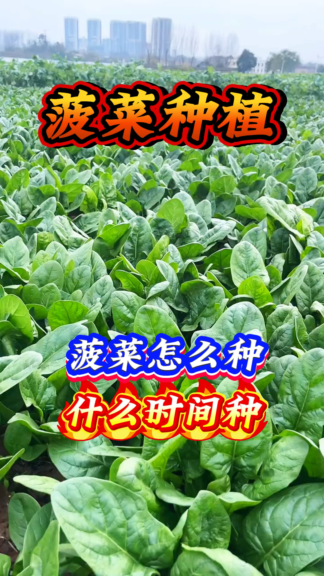 菠菜种植 菠菜怎么种 什么时间种
